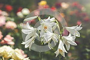 White Summer Snowflake flowers Leucojum aestivum with green spots on the petals, bell-shaped flowers with fresh spring green