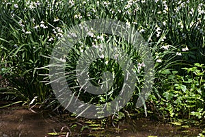 White Summer Snowflake flowers (Leucojum aestivum) in its natural habitat. An ingredient in a drug
