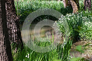 White Summer Snowflake flowers (Leucojum aestivum) in its natural habitat. An ingredient in a drug