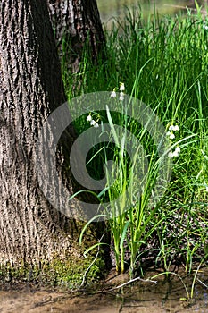 White Summer Snowflake flowers (Leucojum aestivum) in its natural habitat. An ingredient in a drug