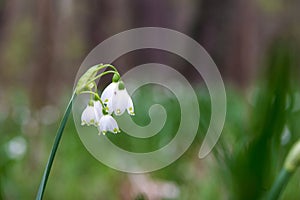 White Summer Snowflake flowers (Leucojum aestivum) in its natural habitat. An ingredient in a drug.