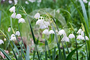 White Summer Snowflake flowers (Leucojum aestivum) in its natural habitat. An ingredient in a drug.