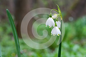 White Summer Snowflake flowers (Leucojum aestivum) in its natural habitat. An ingredient in a drug.