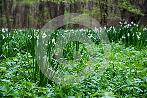 White Summer Snowflake flowers (Leucojum aestivum) in its natural habitat. An ingredient in a drug.