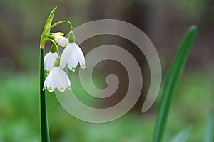 White Summer Snowflake flowers (Leucojum aestivum) in its natural habitat. An ingredient in a drug.