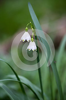 White Summer Snowflake flowers (Leucojum aestivum) in its natural habitat. An ingredient in a drug.