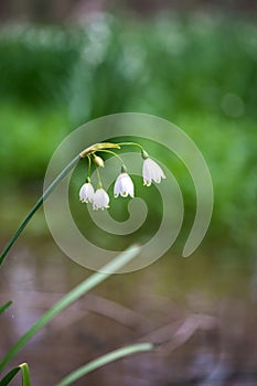 White Summer Snowflake flowers (Leucojum aestivum) in its natural habitat. An ingredient in a drug.