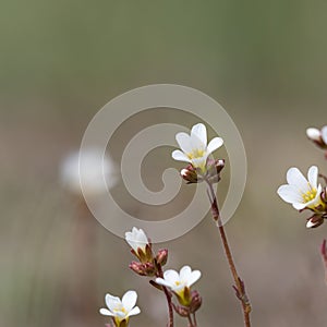 White summerflower Saxifrage closeup