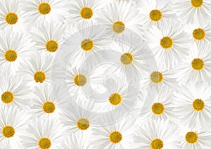 White sunflower floras textured background
