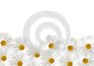 White sunflower floras on white background