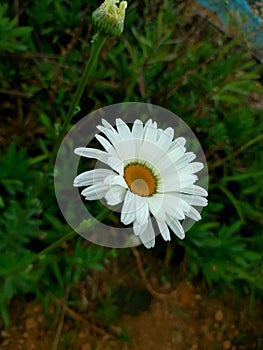 White Sunflower in Nuwaraeliya in summer.