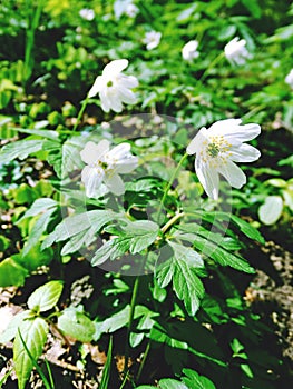 White Sunlit Globe Flower
