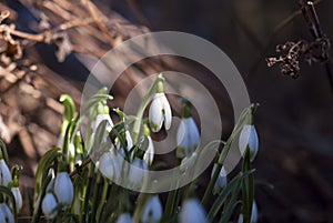 White Sunlit Snowdrop Blossoms