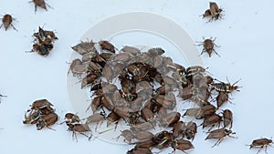 White surface crawls many brown coleopteran bugs