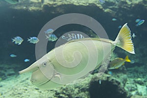 White surgeonfish Acanthurus lineatus in aquarium