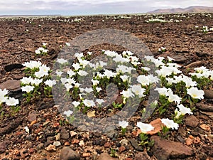 white suspiro Flowers (Nolana baccata) growing in the Atacama Desert. photo