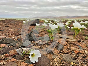 white suspiro Flowers (Nolana baccata) growing in the Atacama Desert. photo