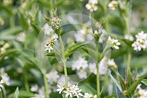 White swallow-wort, Vincetoxicum hirundinariae, flowering plants