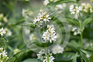 White swallow-wort, Vincetoxicum hirundinariae flowering plants