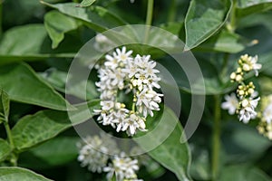 White swallow-wort, Vincetoxicum hirundinariae, white flowers