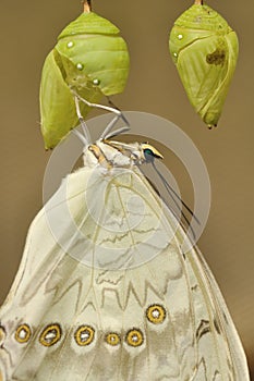 White swallowtail eclosion