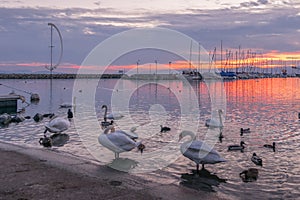 White swam at sunset in Lausanne harbour around the district of Ouchy with `Whirligig` Ouchy harbour front. Travel concept