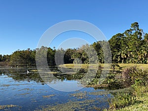 white swamp birds