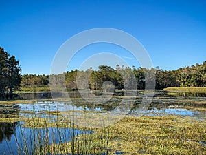 white swamp birds