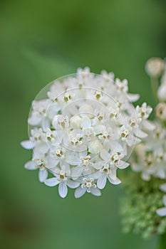 White Swamp milkweed Asclepias incarnata Ice Ballet, white flowers