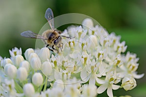 White Swamp milkweed Asclepias incarnata Ice Ballet, white flowers and a honeybee