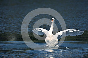 White Swan