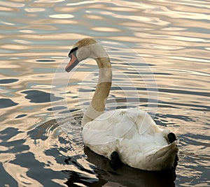 White swan