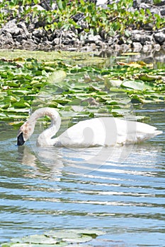 White swan