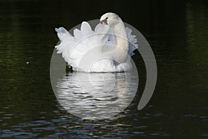 A white swan