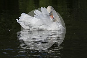 A white swan