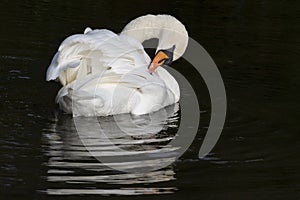 A white swan