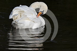 A white swan