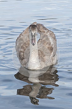 A white swan