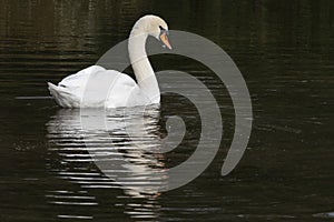 A white swan