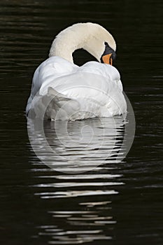 A white swan