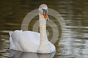 White swan