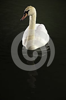 White swan