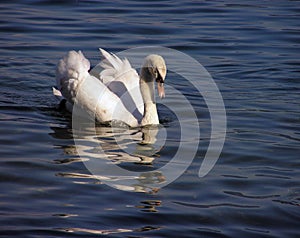 White swan #2