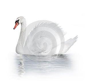 White Swan