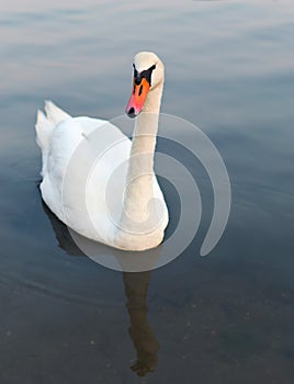 White swan