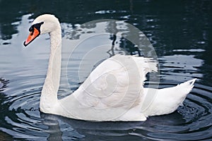 White swan