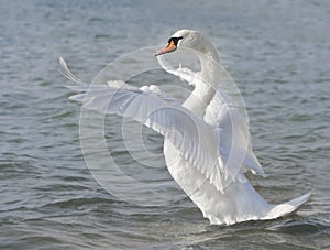 White swan