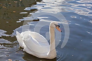 White swan