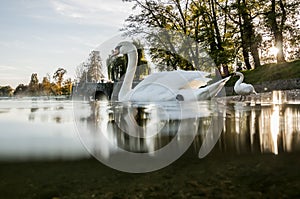 White swan