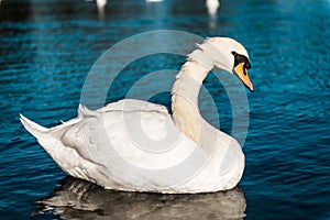 White swan